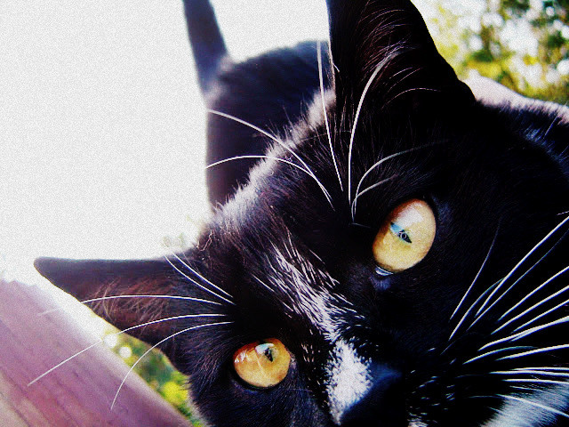 Picasa 