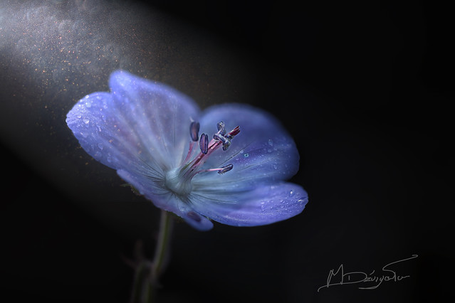 Maciej Dźwigała #283261