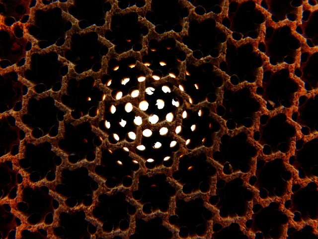 OLYMPUS DIGITAL CAMERA czubek #134667