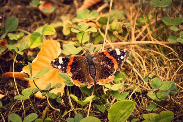 JackDiamonds Butterfly