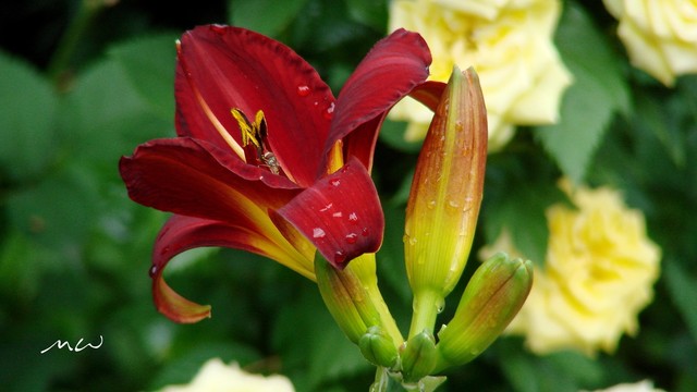 Mirosław Wysocki #295215