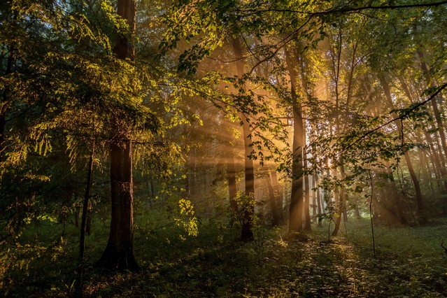 MariuszFotografia #325064