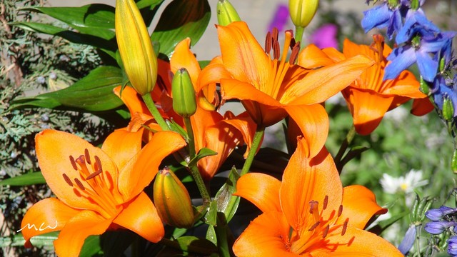 Mirosław Wysocki #295222