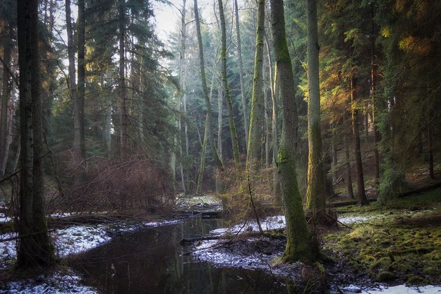 Wpatrz się głęboko, głęboko w przyrodę, a wtedy wszystko lepiej
