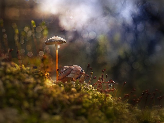 macrofun W bajce o grzybku...