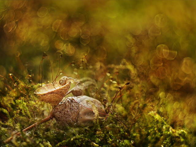 macrofun Żołędzia kołyska 