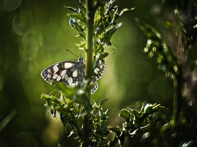 macrofun Polowiec szachownica
