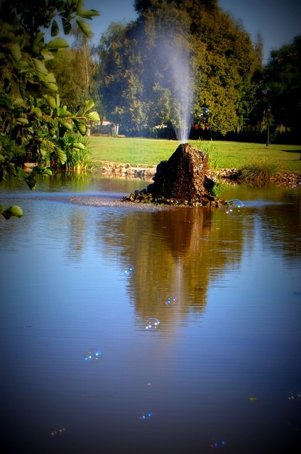 Picasa #200976