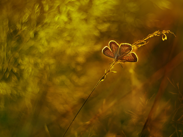 macrofun Przegląd podwozia ;)