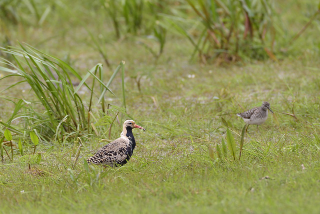 bataliony nad Biebrzą Dariusz WojtaIa #324571