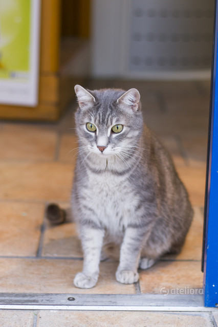 Maciej Frolow #245233