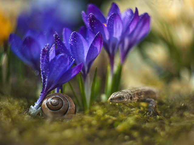 macrofun W moim ogrodzie...