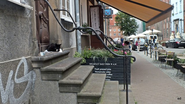 kotek Picasa #309437