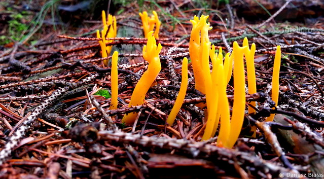 Dariusz Białas #259619