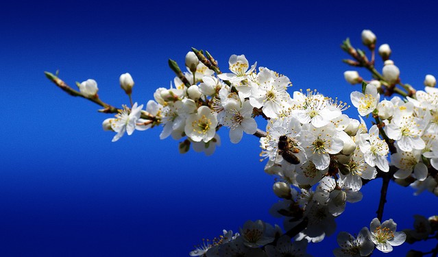 Piotr Michalak #276686