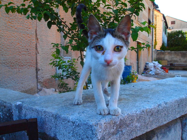 Agata OLYMPUS DIGITAL CAMERA