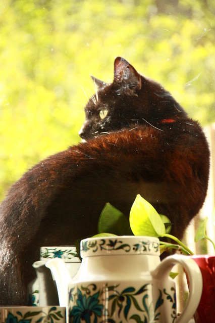 Kasia Lachowicz #142807