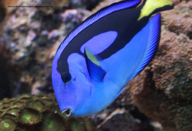 SONY DSC artistemily #167409