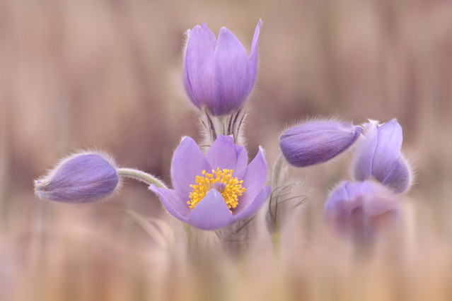 Stepanka Ulrichova #285632