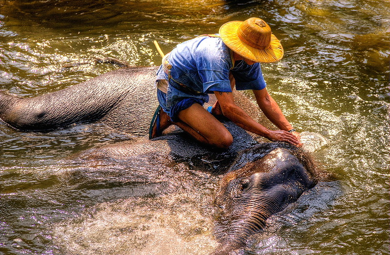 Zbigniw Stanislawski | Wykąpać słonia /Tajlandia/