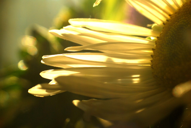 Picasa #255108