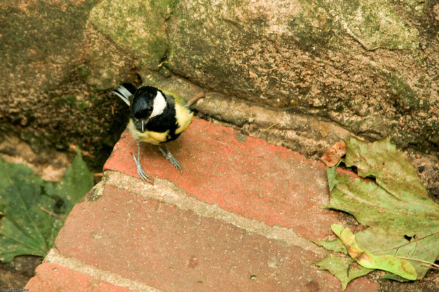 Sikorka Warszawa - Łazienki Renata Schmidt #101360