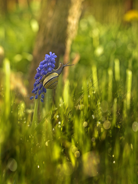 macrofun Rogaty na szafirkach...