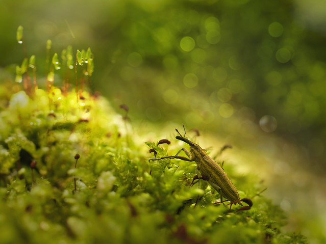 Lixus iridis Kulczanka kosaćcówka (Lixus iridis) czyli