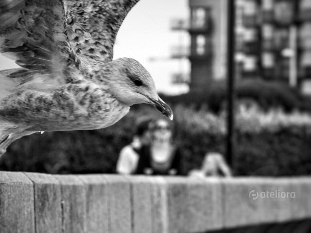 Agnieszka Ilska #278970