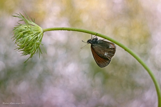 My Brain Is Hanging Upside Down ADestroyer #280155