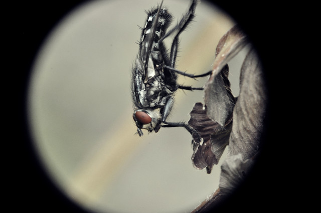 Barbara Luckyman #158639