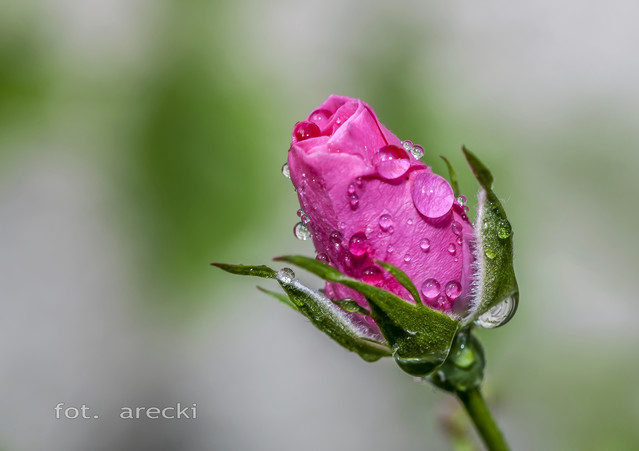 Arecki Sz #276183
