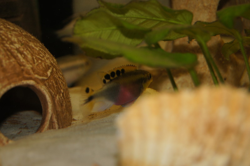 Derwisz | SONY DSC