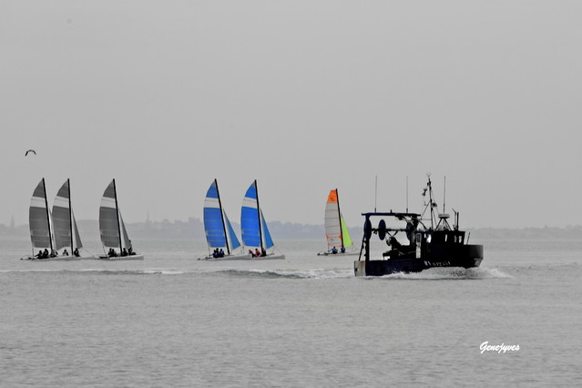 Picasa #247145