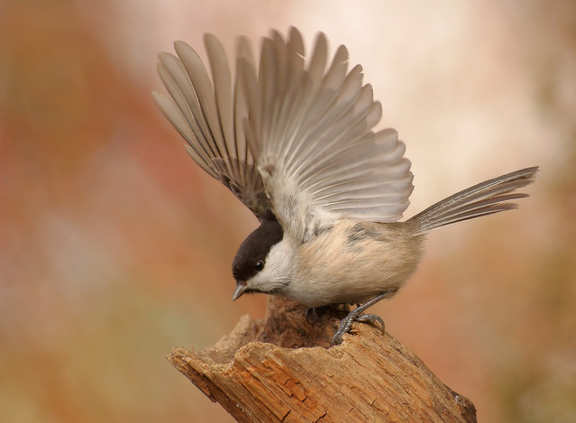 * Konkurs / Contest #170403