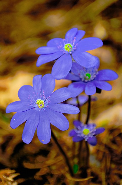 Przylaszczki Stami #145842