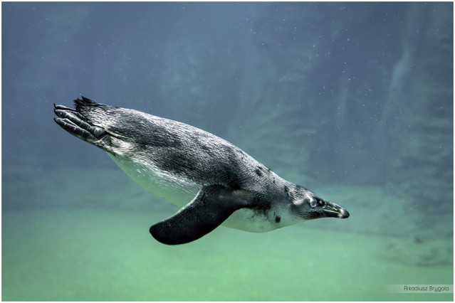 SONY DSC SONY DSC Arkadiusz Brygoła #291769