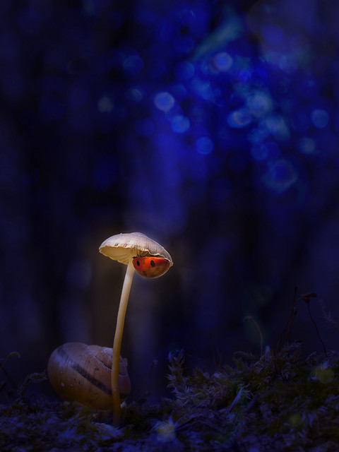 macrofun W bajce o grzybku i ...