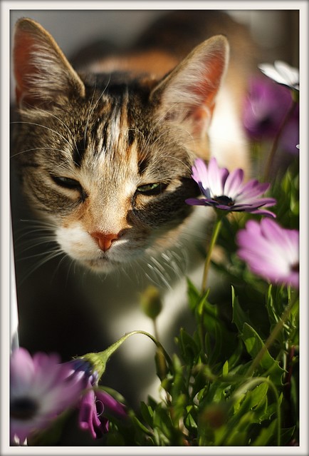 Niunia Pentacon 1.8/50
Fot. Marzena Wasilewska Picasa #306752