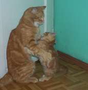 Izabella Kruszlińska 