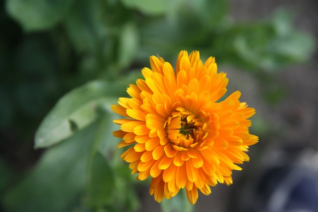 Photo:H.S.Rolniccy #162636