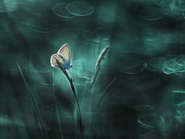 macrofun W oceanie traw