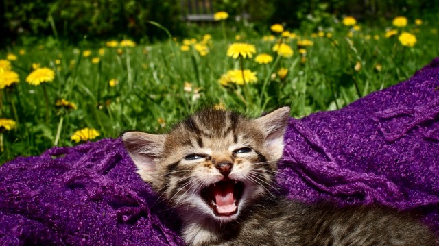 SONY DSC Nagroda publiczności w konkursie ''Koty w marcu'' Zuza