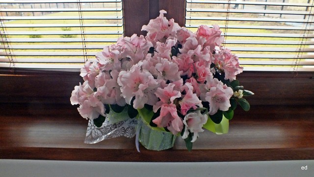 Kwiatki azalie Picasa #291684