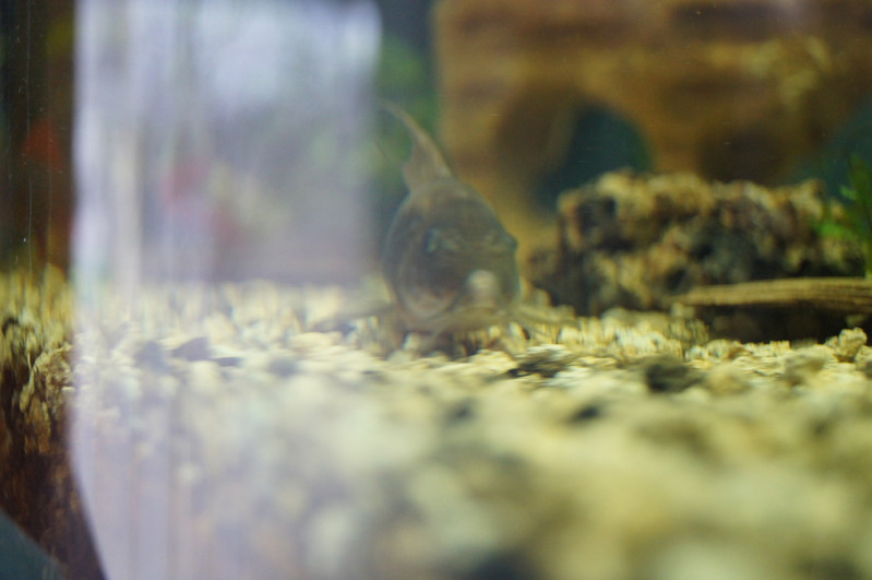 Derwisz | SONY DSC