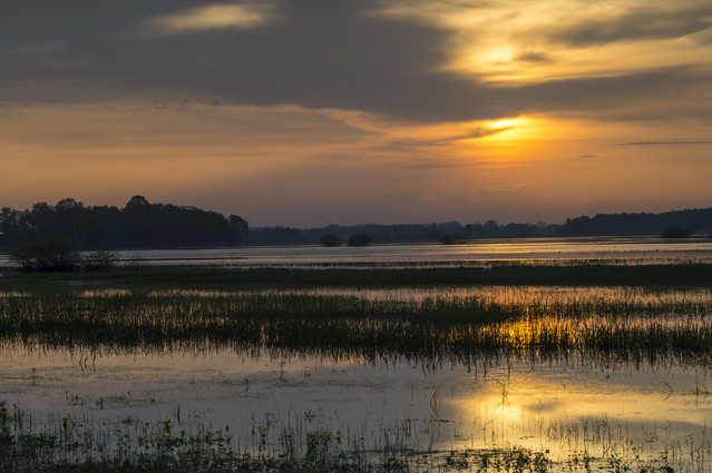 Rozlewiska Biebrzy i Narwi - Ruś Dariusz WojtaIa* #316026