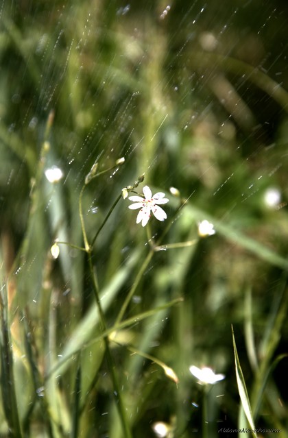 Słończem, deszczem malowane aldoni #249799