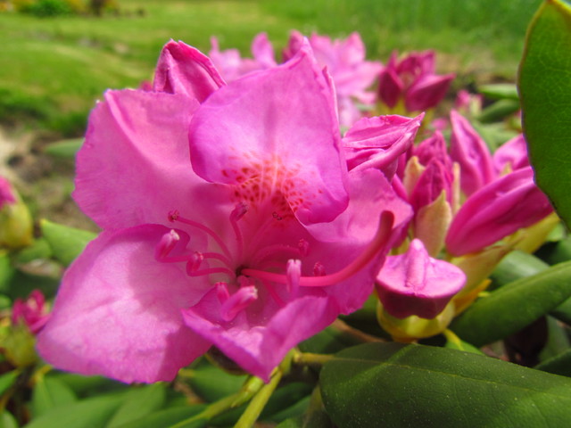 Klaudia Molska #145961