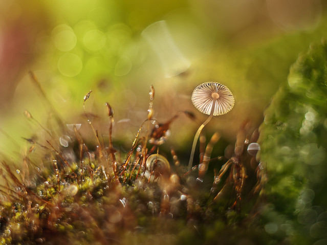 macrofun Cześć... idę na grzybka.