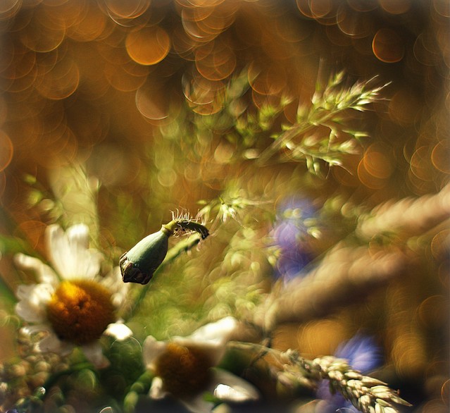 ... Pentacon 1.8/50
Fot. Marzena Wasilewska Picasa #307272